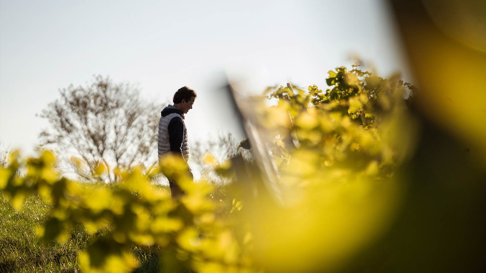 Dyrehøj Vingaard vineyard with rolling vines and views across Sejerø Bay near Kalundborg, Denmark.