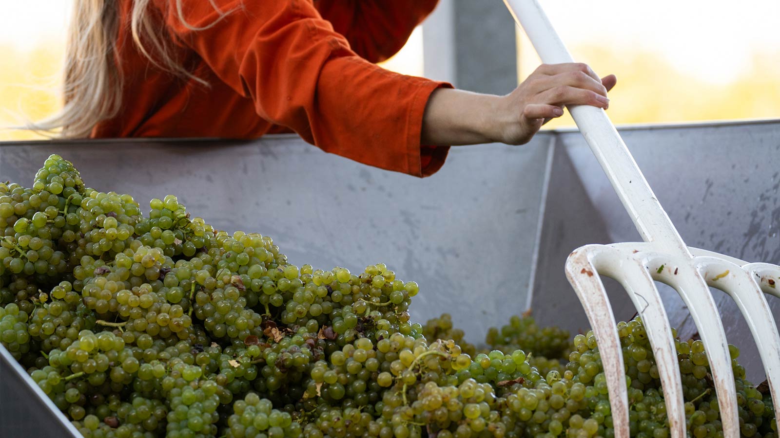 Dyrehøj Vingaard vineyard with rolling vines and views across Sejerø Bay near Kalundborg, Denmark.