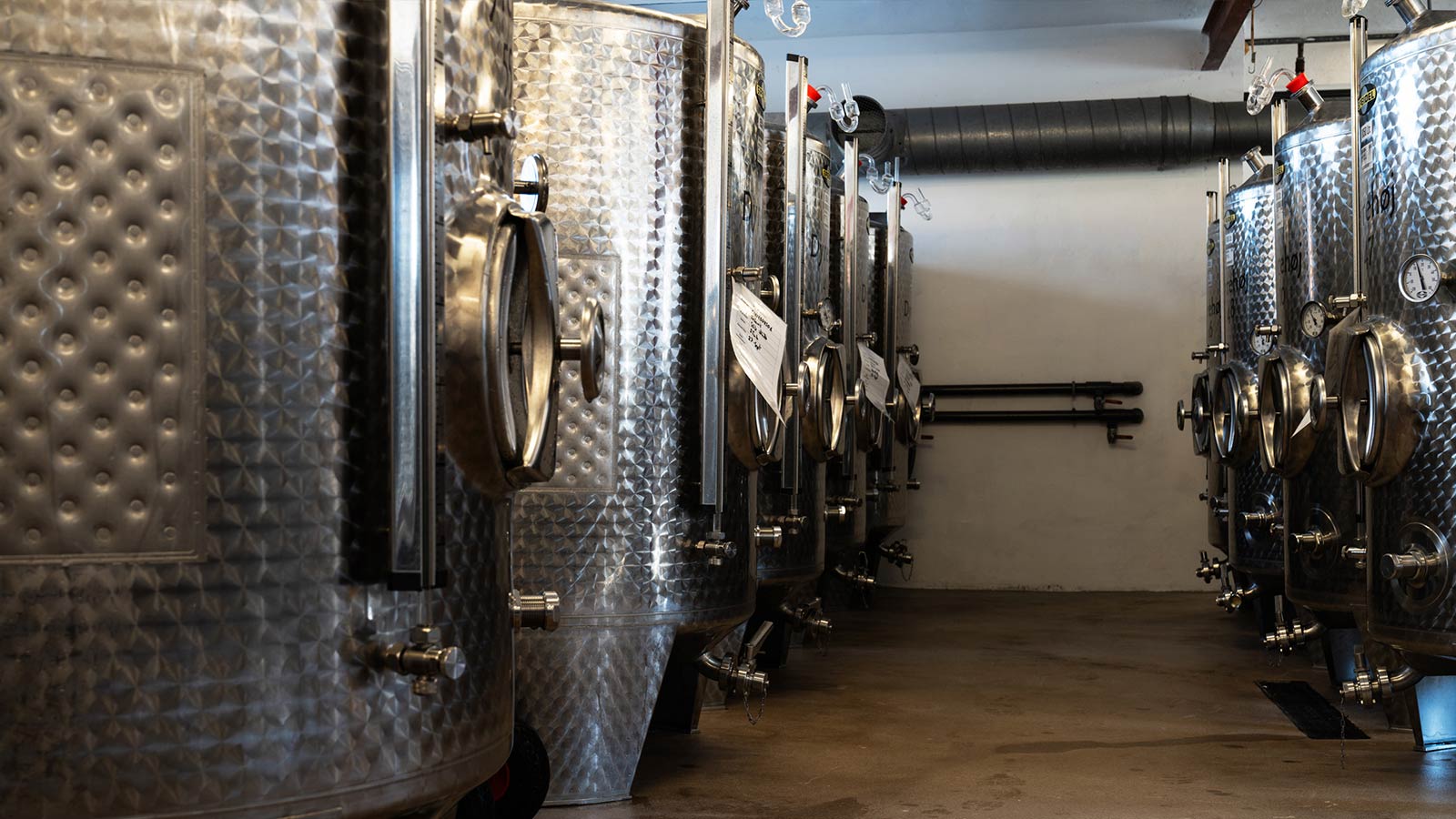 Dyrehøj Vingaard vineyard with rolling vines and views across Sejerø Bay near Kalundborg, Denmark.