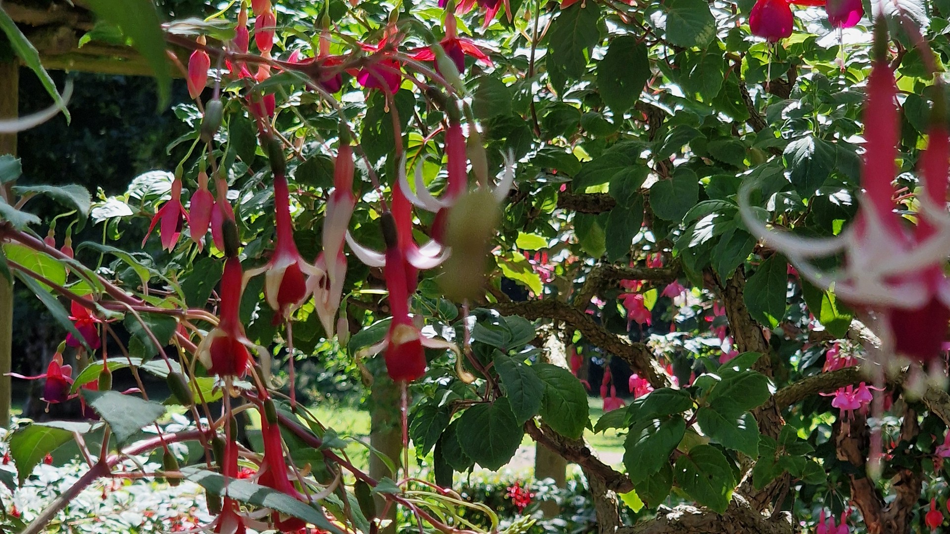 Nahaufnahme rot-weißer hängender Fuchsienblüten an einem alten, knorrigen Fuchsienbaum im Fuchsiengarten in Sorø.