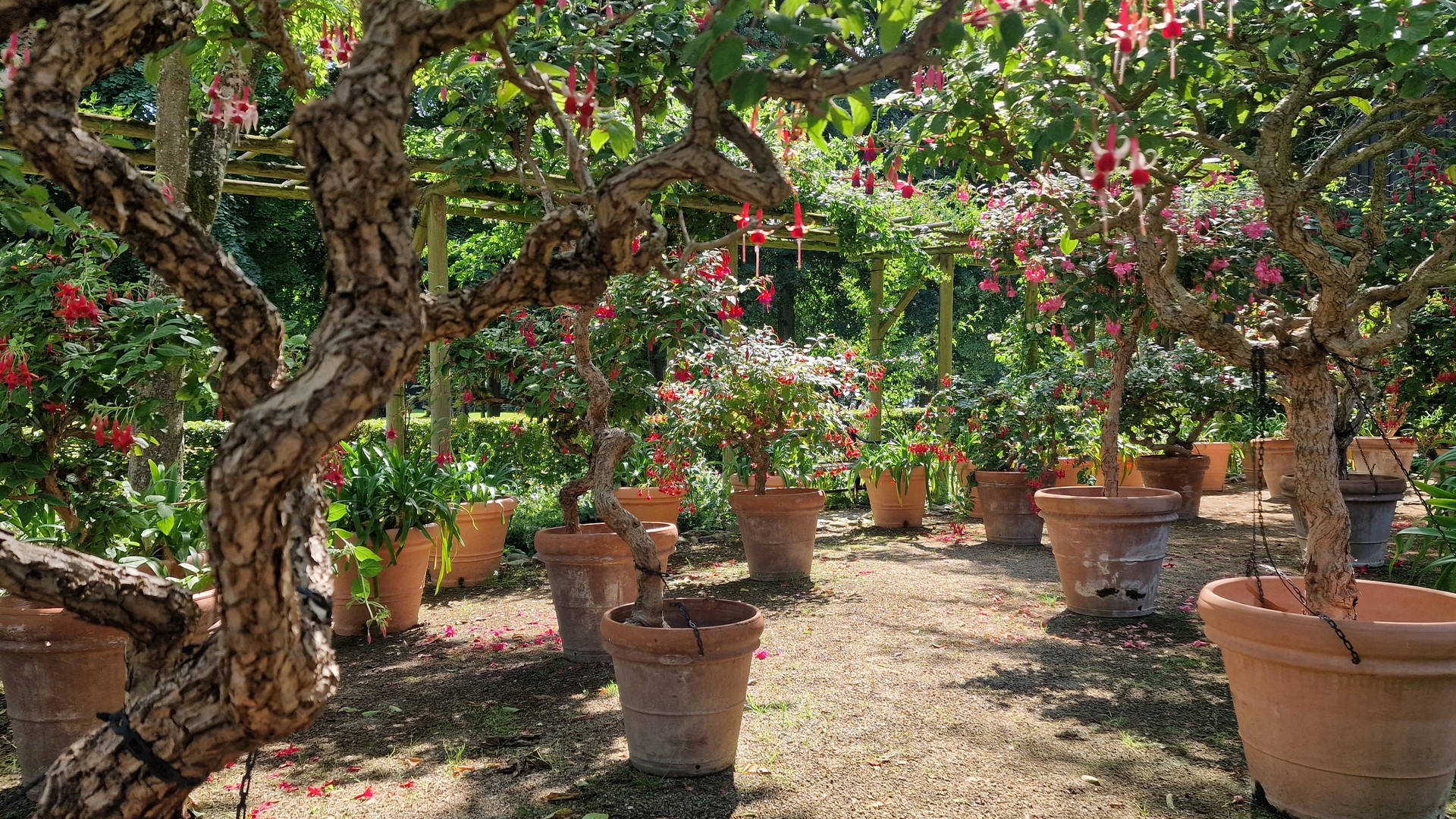 Terrakottatöpfe mit Fuchsien und Agapanthus vor der gelben Orangerie mit rotem Ziegeldach im Fuchsiengarten in Sorø.