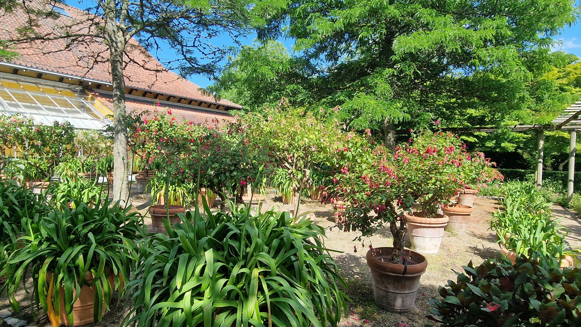 Kiesweg entlang einer Holzpergola mit Terrakottatöpfen voller Agapanthus und blühender Fuchsien vor der Orangerie im Fuchsiengarten.