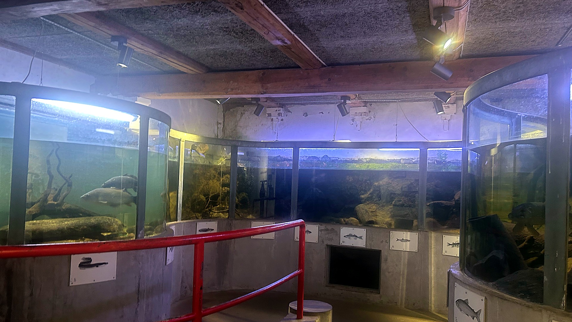 Indendørs ferskvandsakvarium med store karper bag buede glasruder i Kongskilde Naturcenters udstilling.