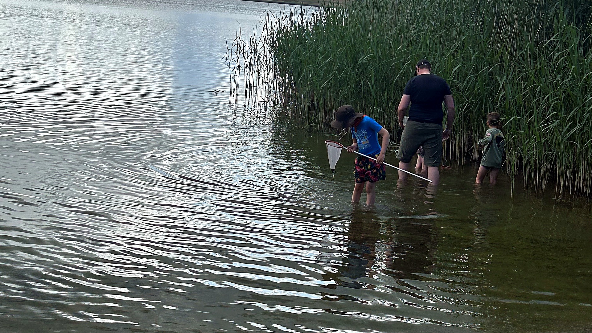 Familie fanger smådyr med net i det lave vand ved Tystrup Søs bred med siv og sandstrand.