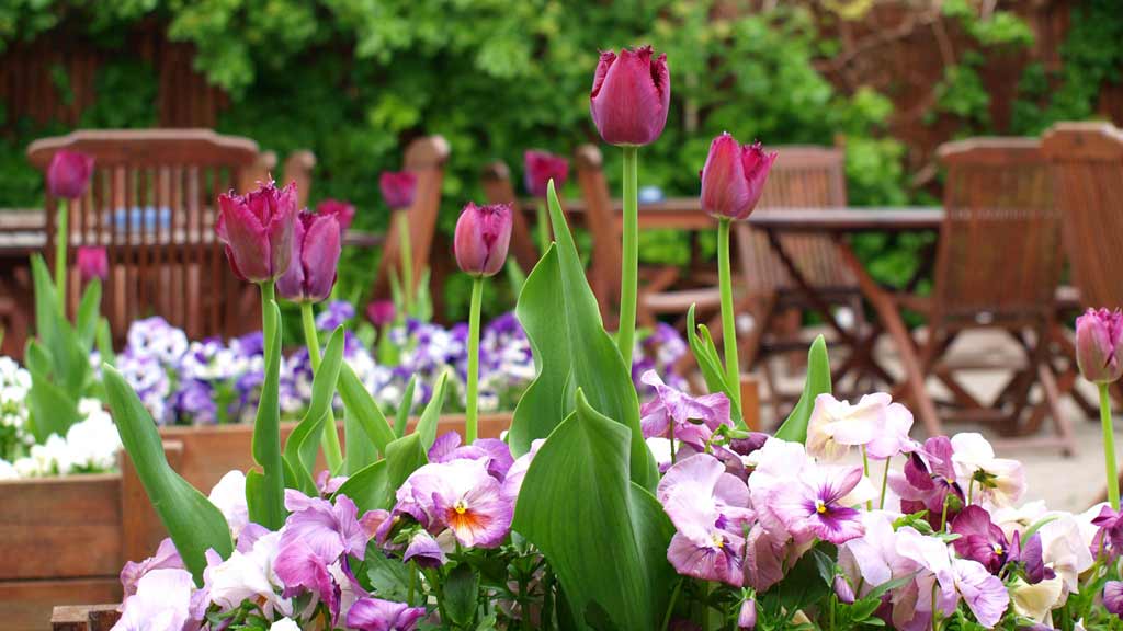 Klokkeblomst