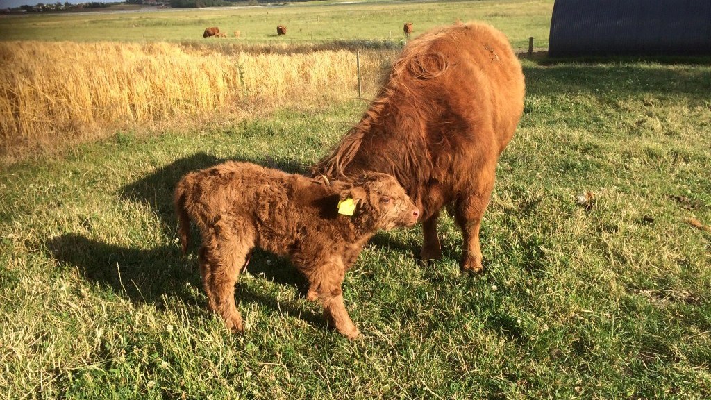 A calf and a cow standing close together.