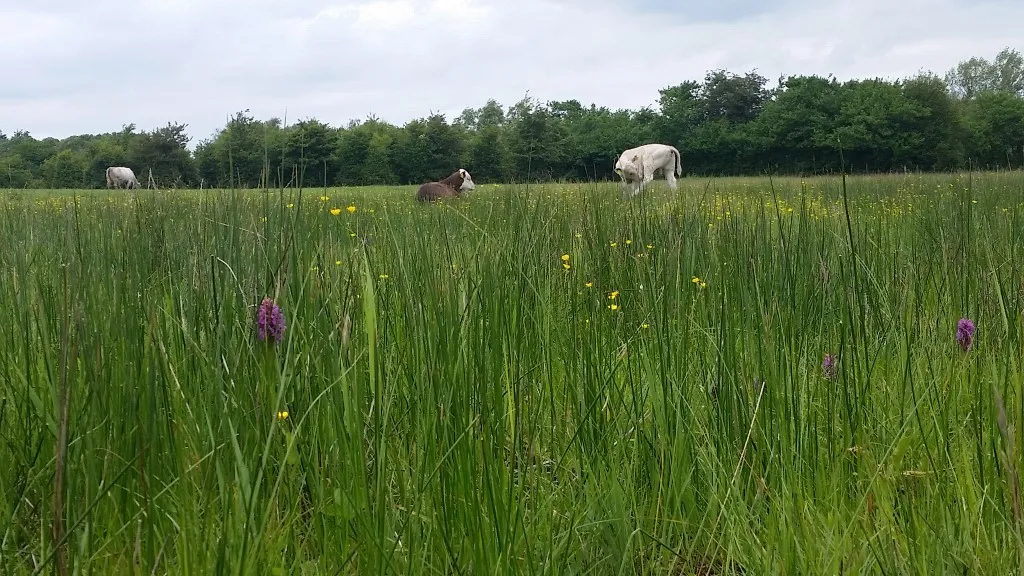 Orchids in the tall grass and cattle standing in the grass.