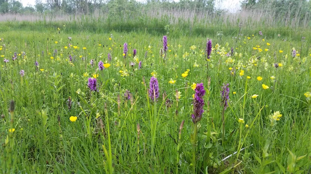 Yellow and purple orchids in the tall grass.