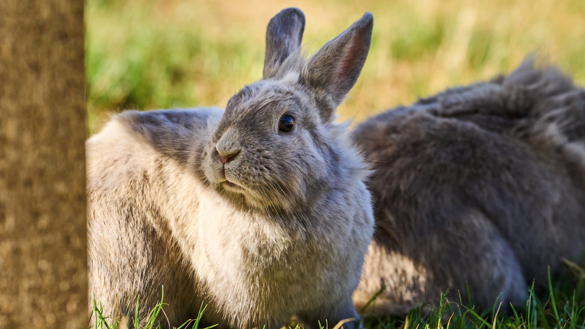 Hesselgaard Glamping