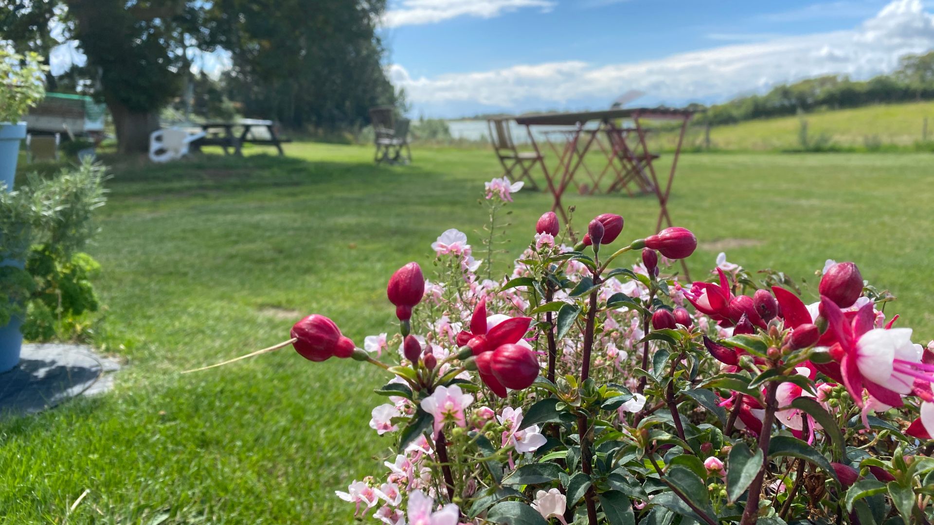 Photo from the outside of Fynshoved Cafe and farm shop, which shows flowers in the foreground and grass and sea in the background.