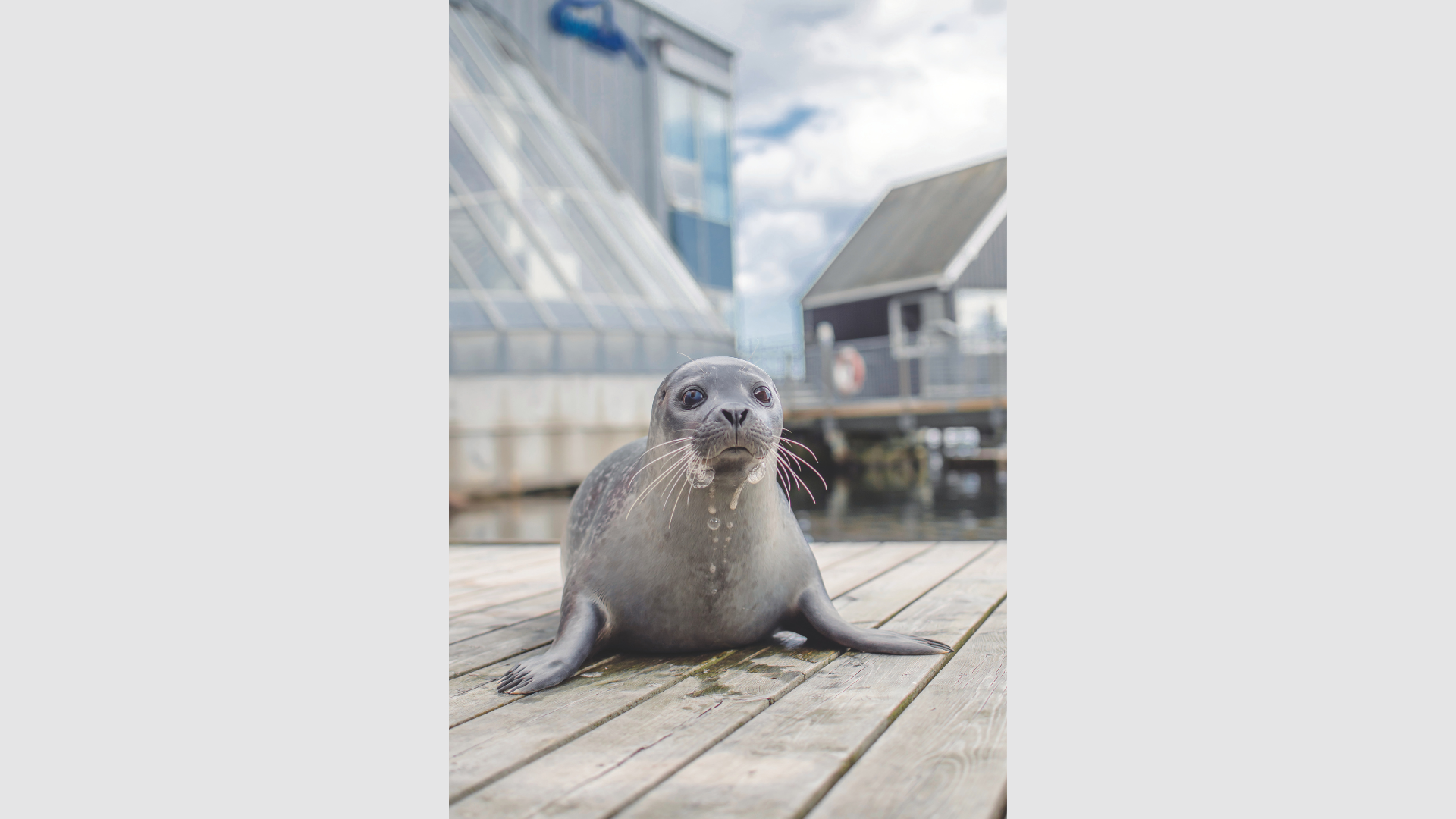 En sæl der kigger mod kameraet