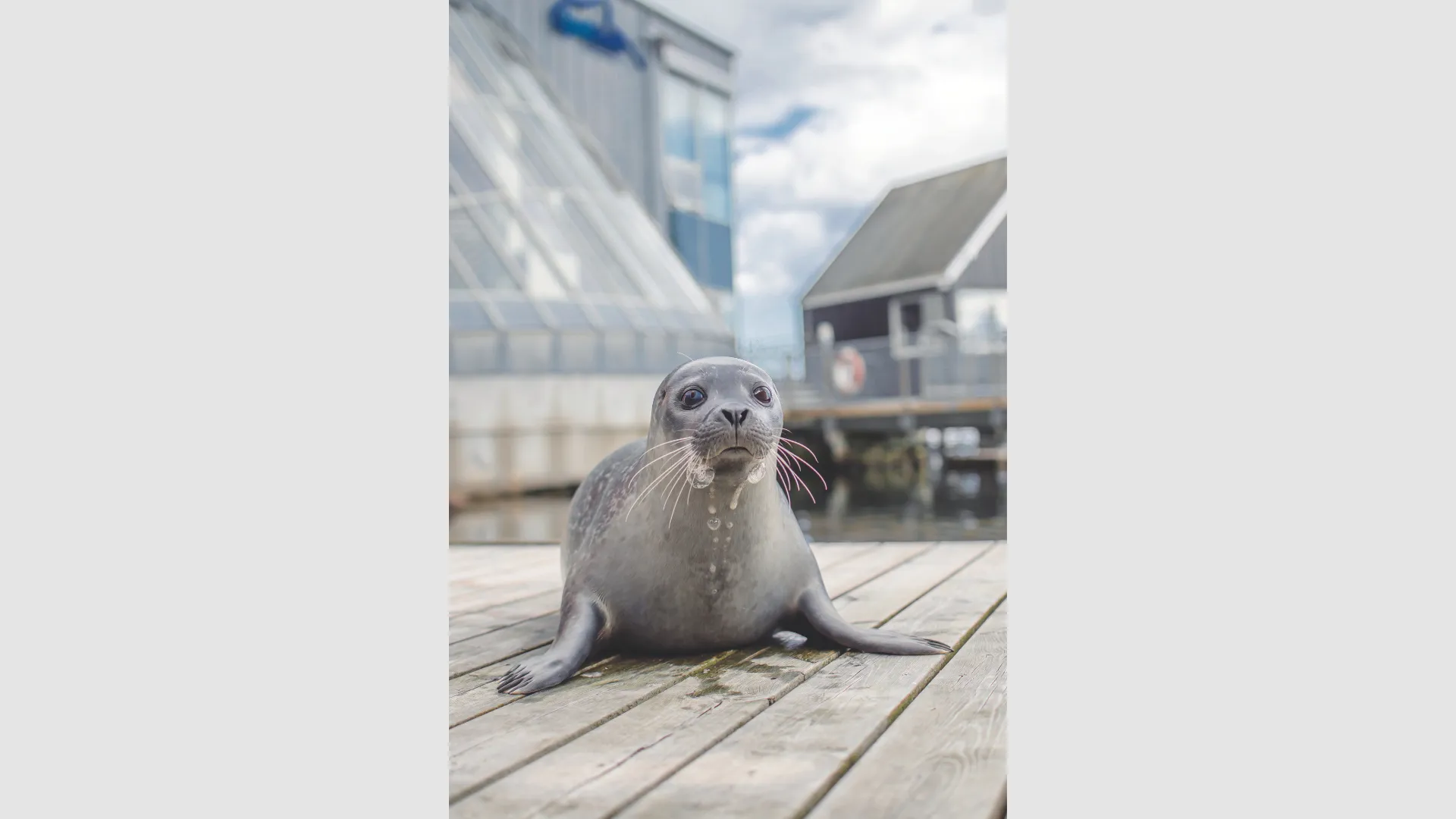 En sæl der kigger mod kameraet