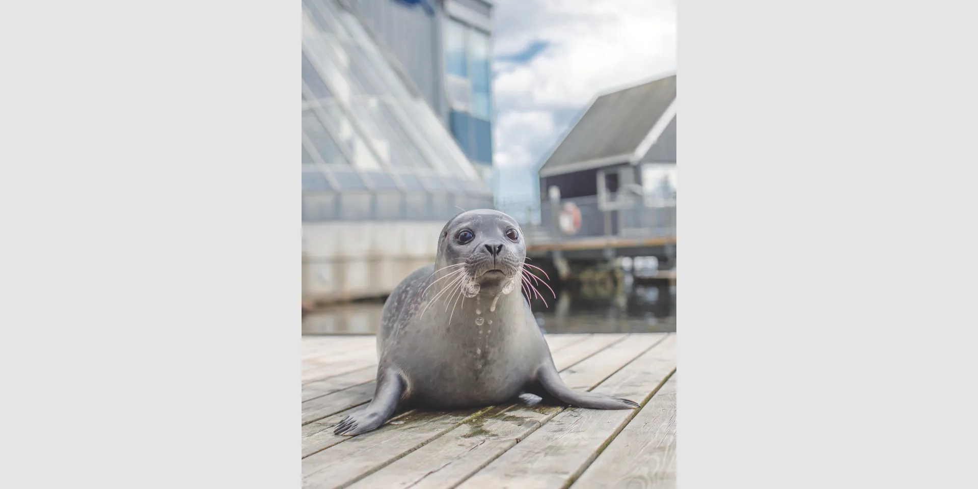 En sæl der kigger mod kameraet