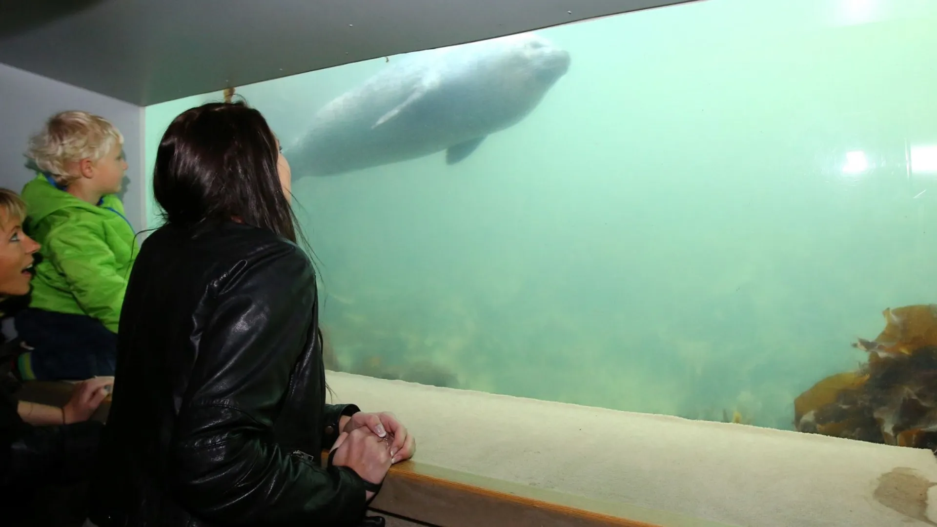 Børn der kigger på en sæl