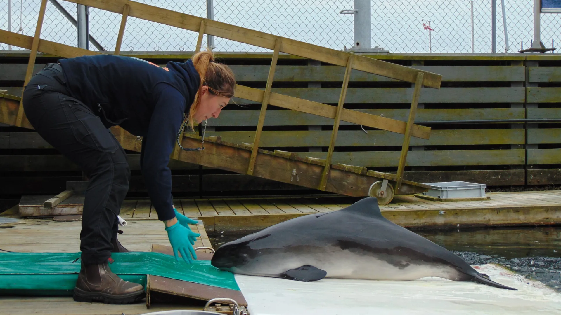 Dyrepasser og marsvin