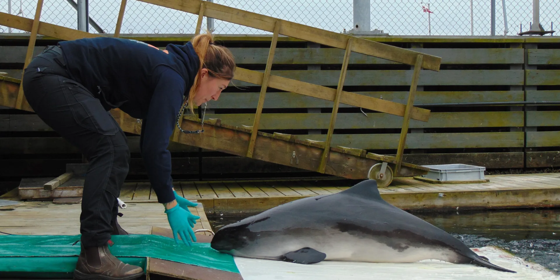 Dyrepasser og marsvin