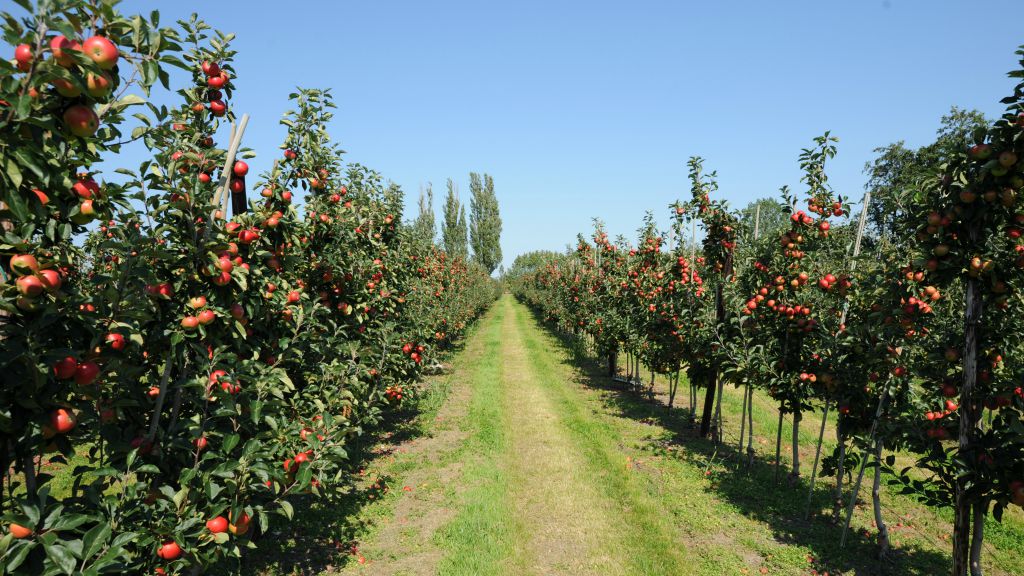 Nybro Orchard