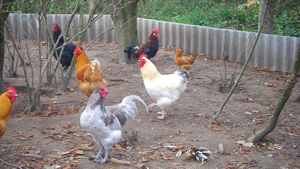 Houdam ökologisch Bauernhofferien