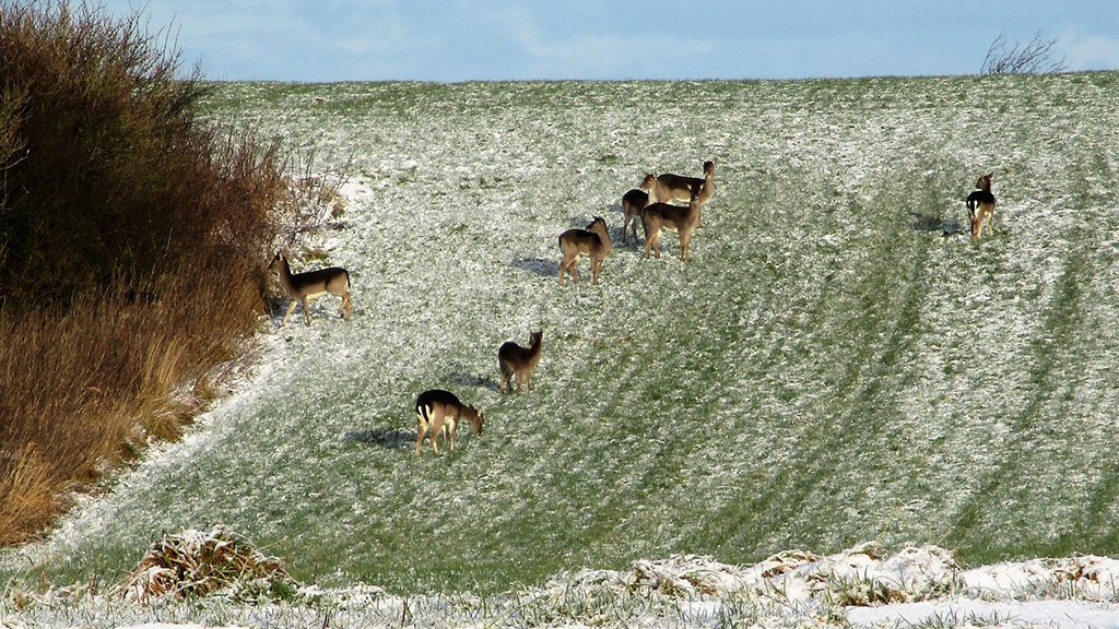Bed & Breakfast, Nr. Nissum Håndbryg