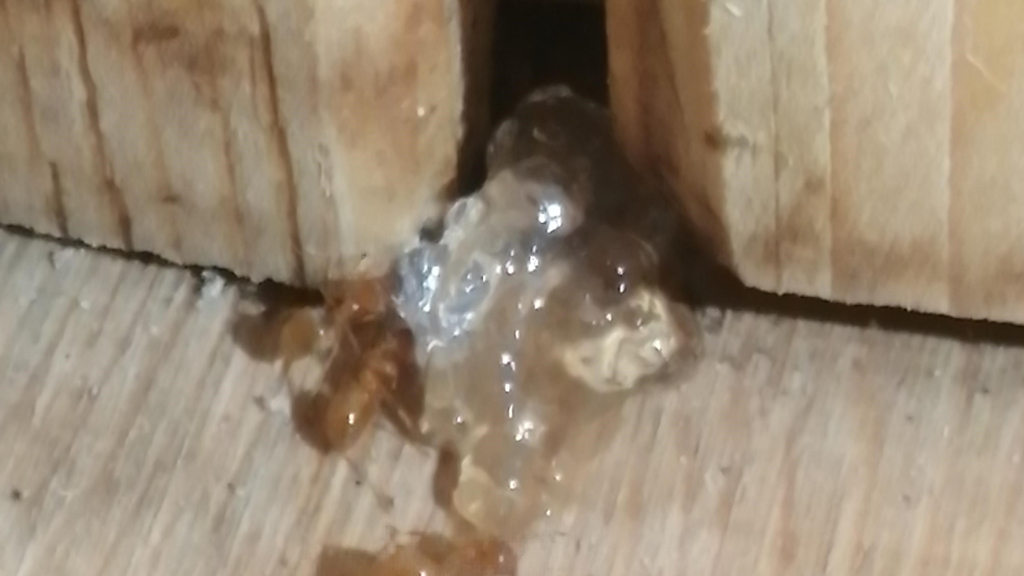 Hjørring Skadedyrsservice