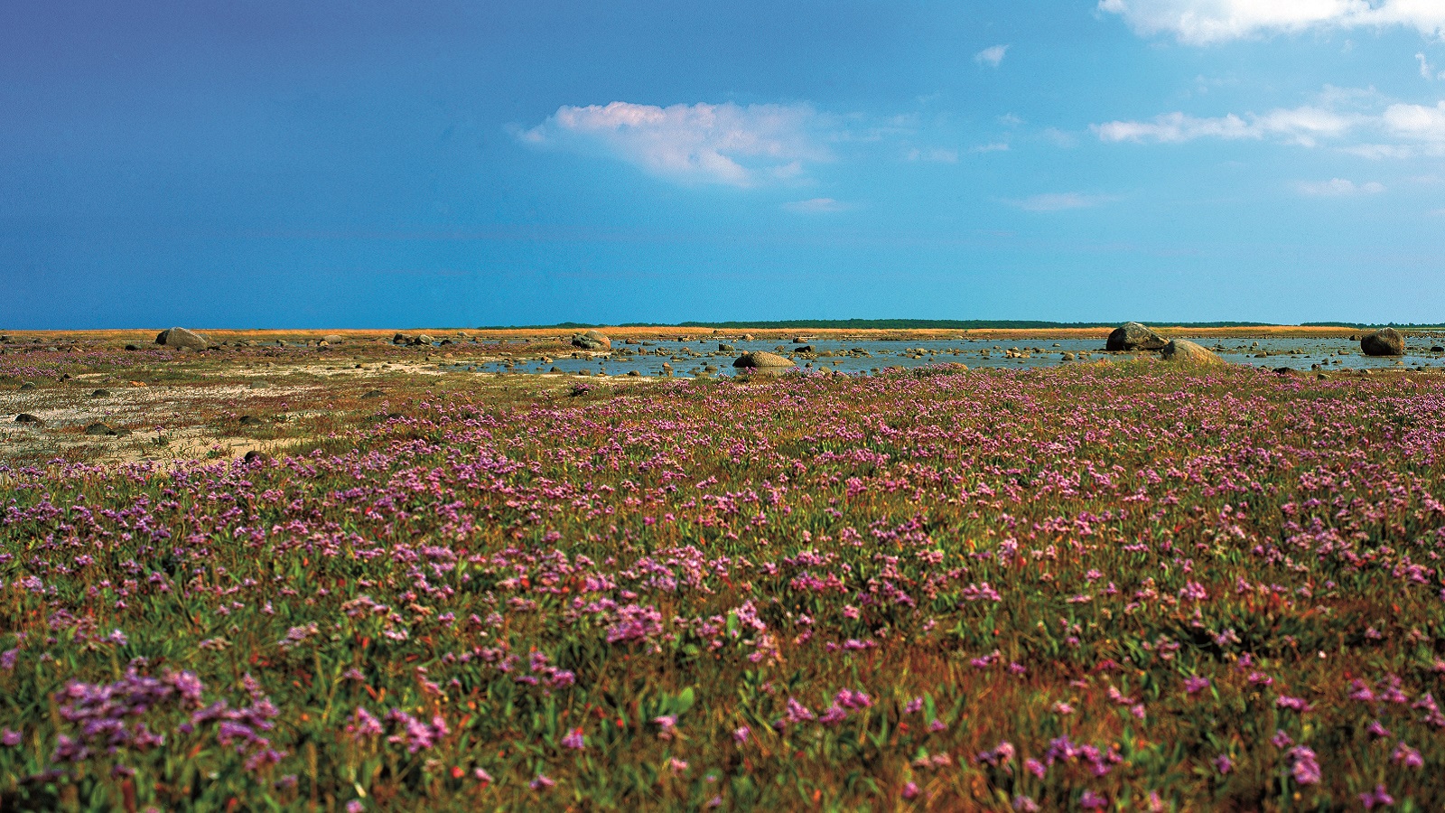 Hiking route Læsø - Around Hornfiskrøn on Rønnerne south of Læsø Saltsyderi, 12 km