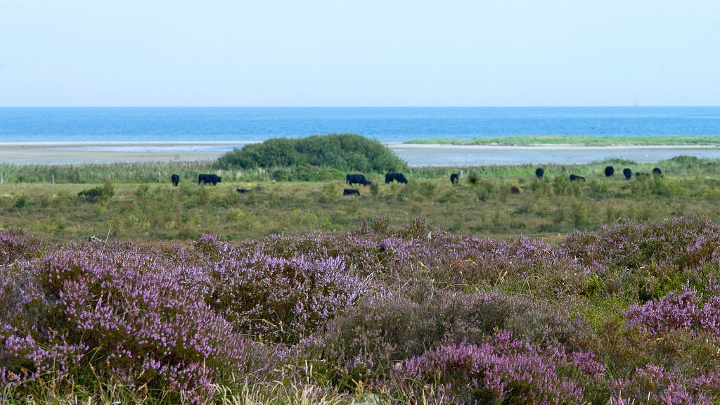Wanderroute Læsø - Vesterø-Holtemmen-Badesøen-Remmerne - 14 km mit ...