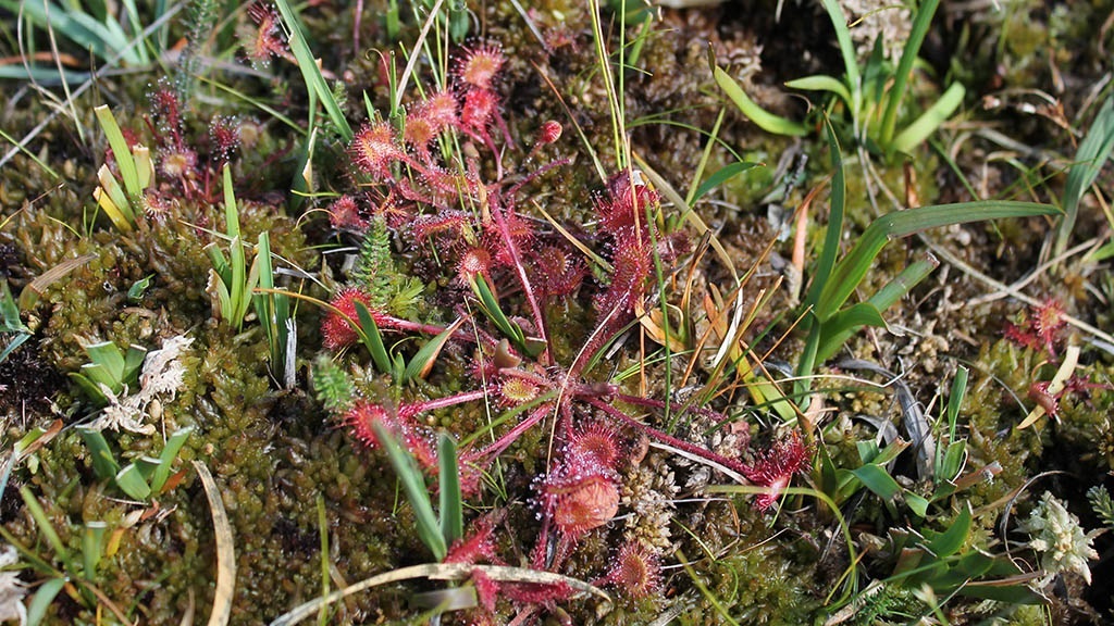 Hiking route Læsø - Vesterø-Holtemmen-Badesøen-Remmerne - 14 km with beach, heather, raised bog, forest and town