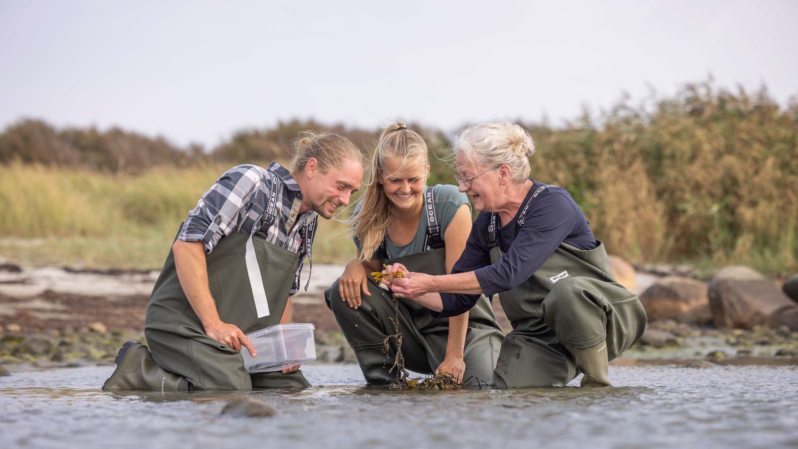 Havkajak Læsø - Horneks Odde - Rie høster tang