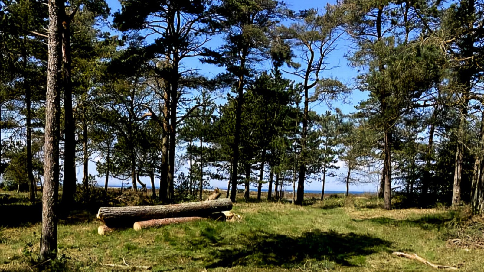 Læsø Skov og Minilæsser Service - træfældning og lysning