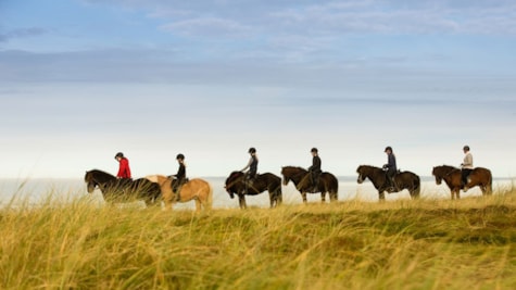 Islandske heste - Fårup Sommerland