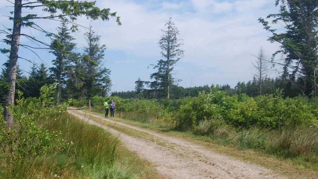 Nybæk Plantage