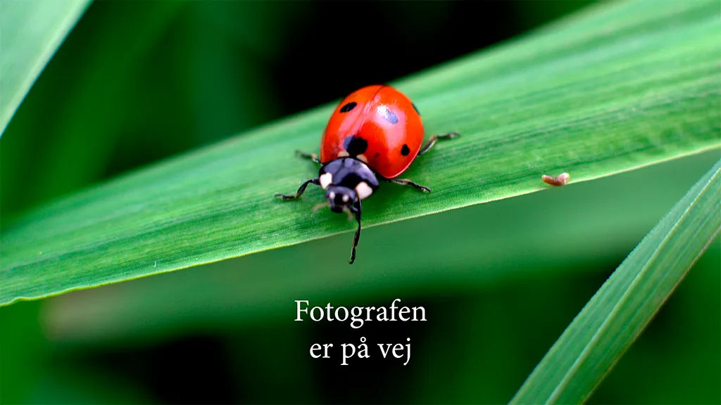 Fotografen er på vej