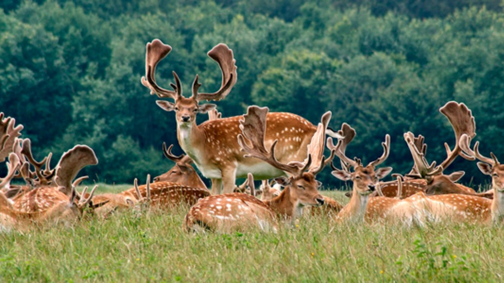 Flok af dådyr ved HUSET Middelfart