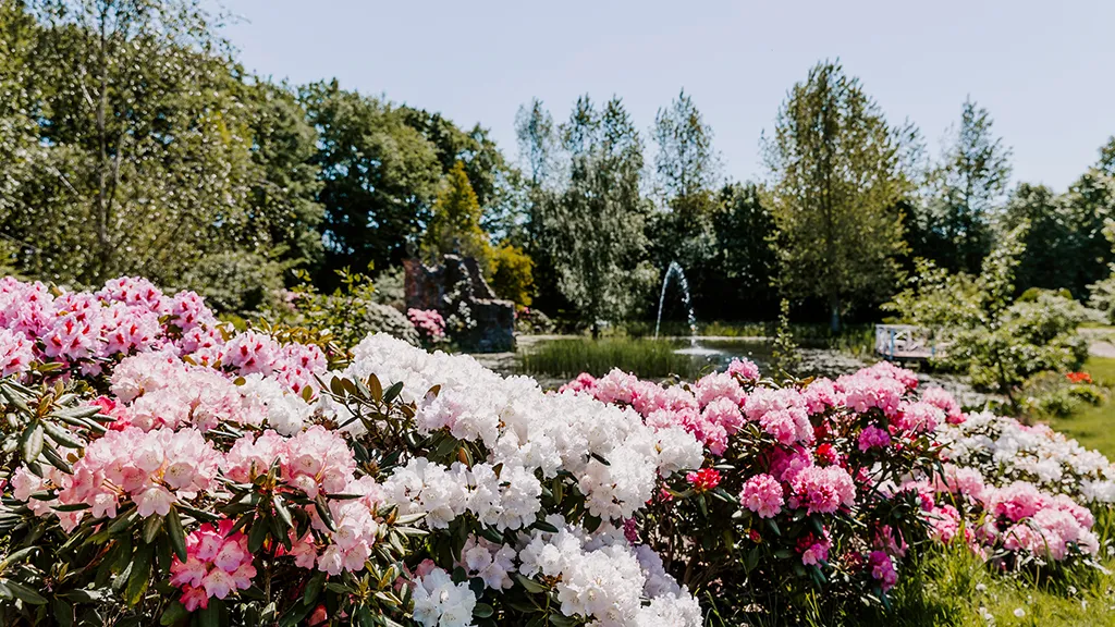 Humlemagasinet - Rhododendron garden
