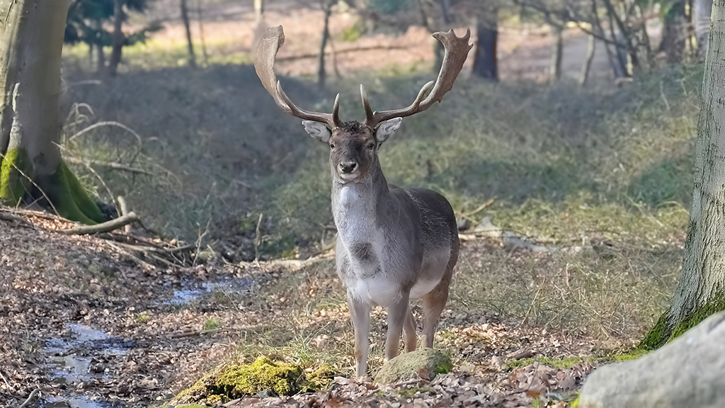The animals in the zoo on the Hindsgavl Peninsula