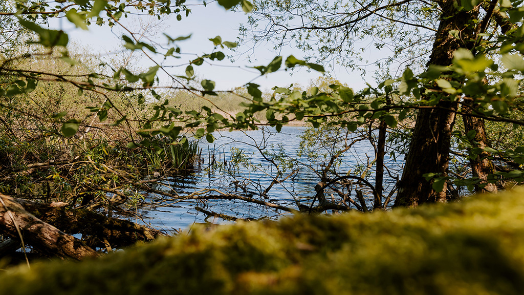 The bog at Ejby offers birdlife and beautiful nature