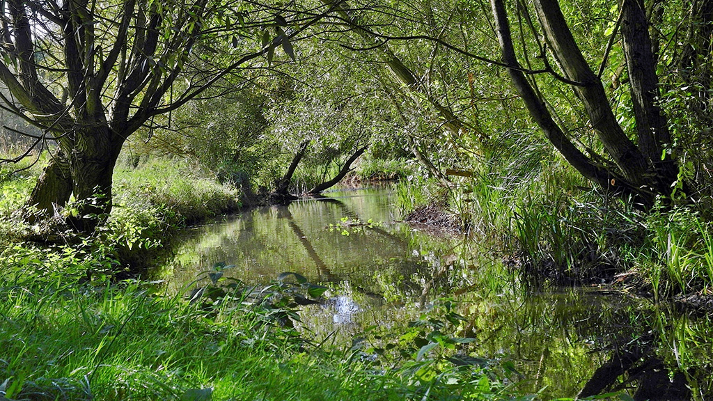 Brende Mølle Ådal, nature in summer