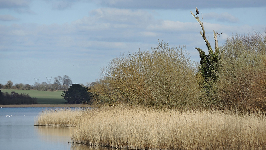 At Føns Vang Lake there is the opportunity to spot the White-tailed Eagle.