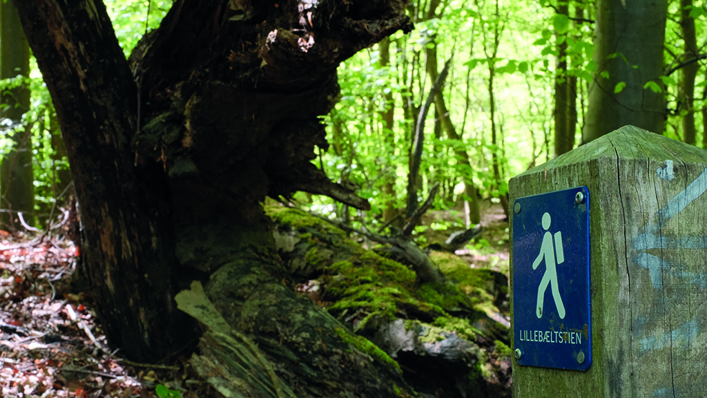 Little Belt Trail sign on a post and a large old tree in the background
