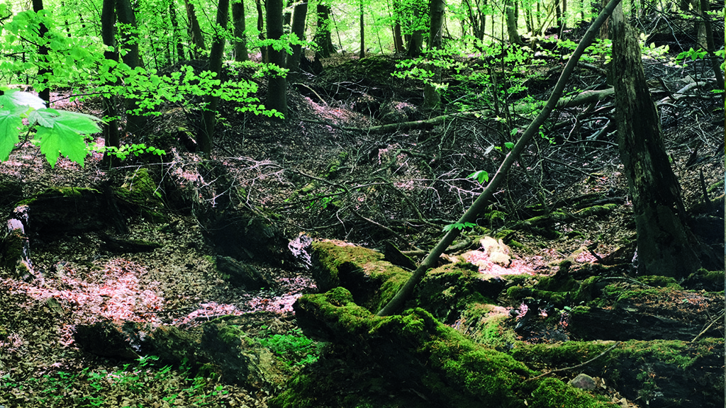 forest with brown and green foliage. There are fallen trees covered in moss