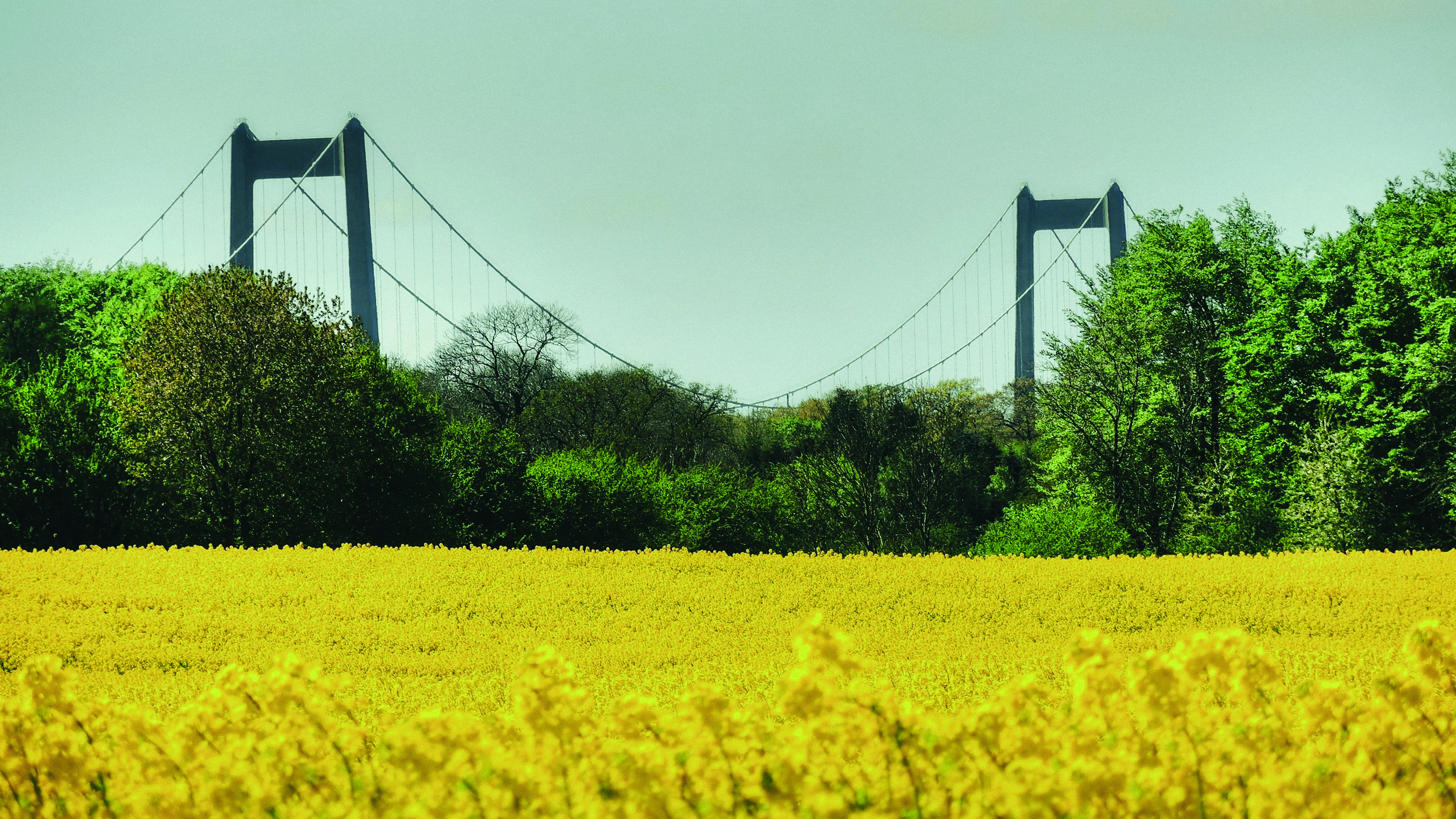 Yellow rapeseed field in the foreground, in the background you can see the new Little Belt Bridge