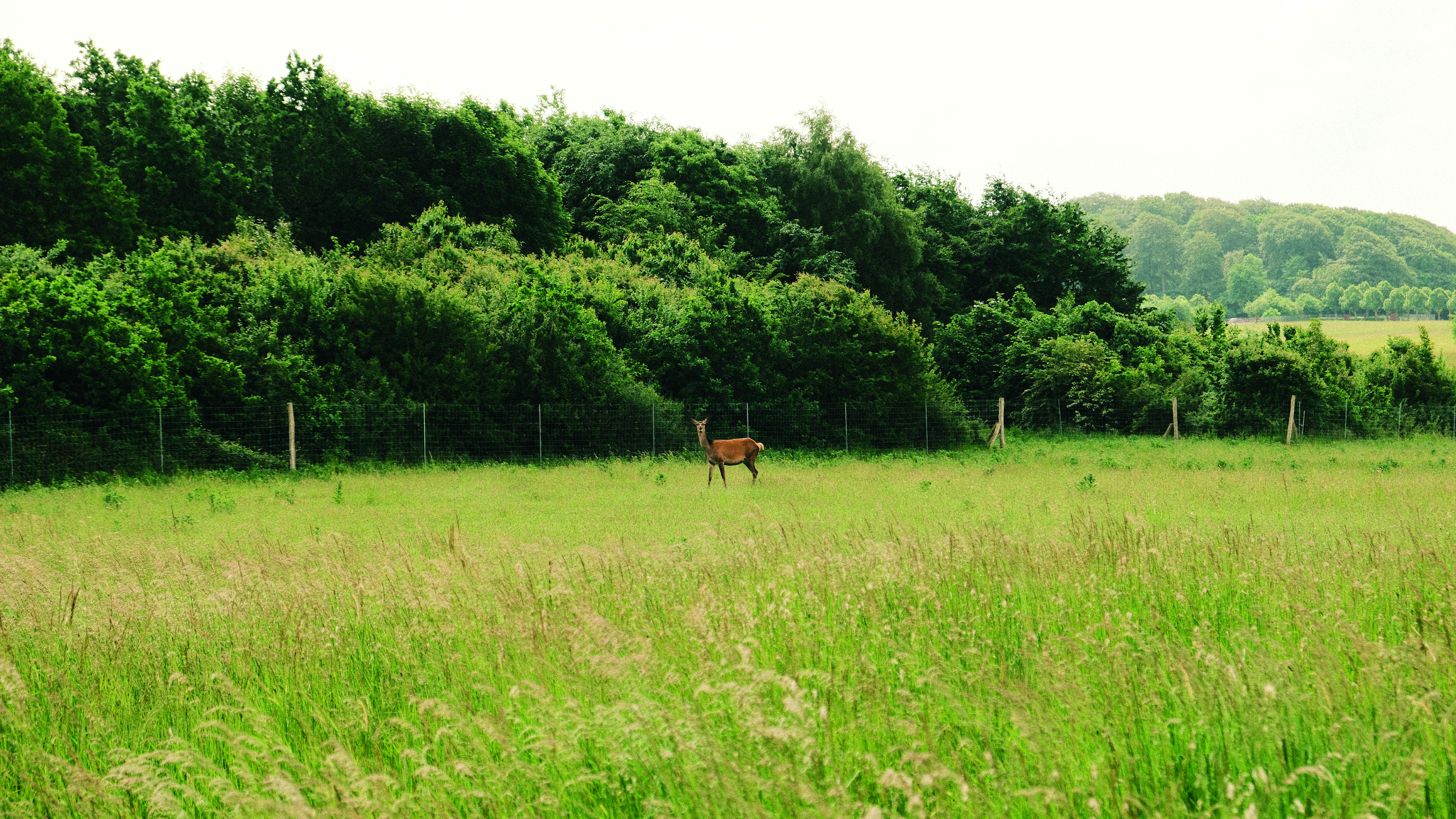 deer in the zoo at Hindsgavl