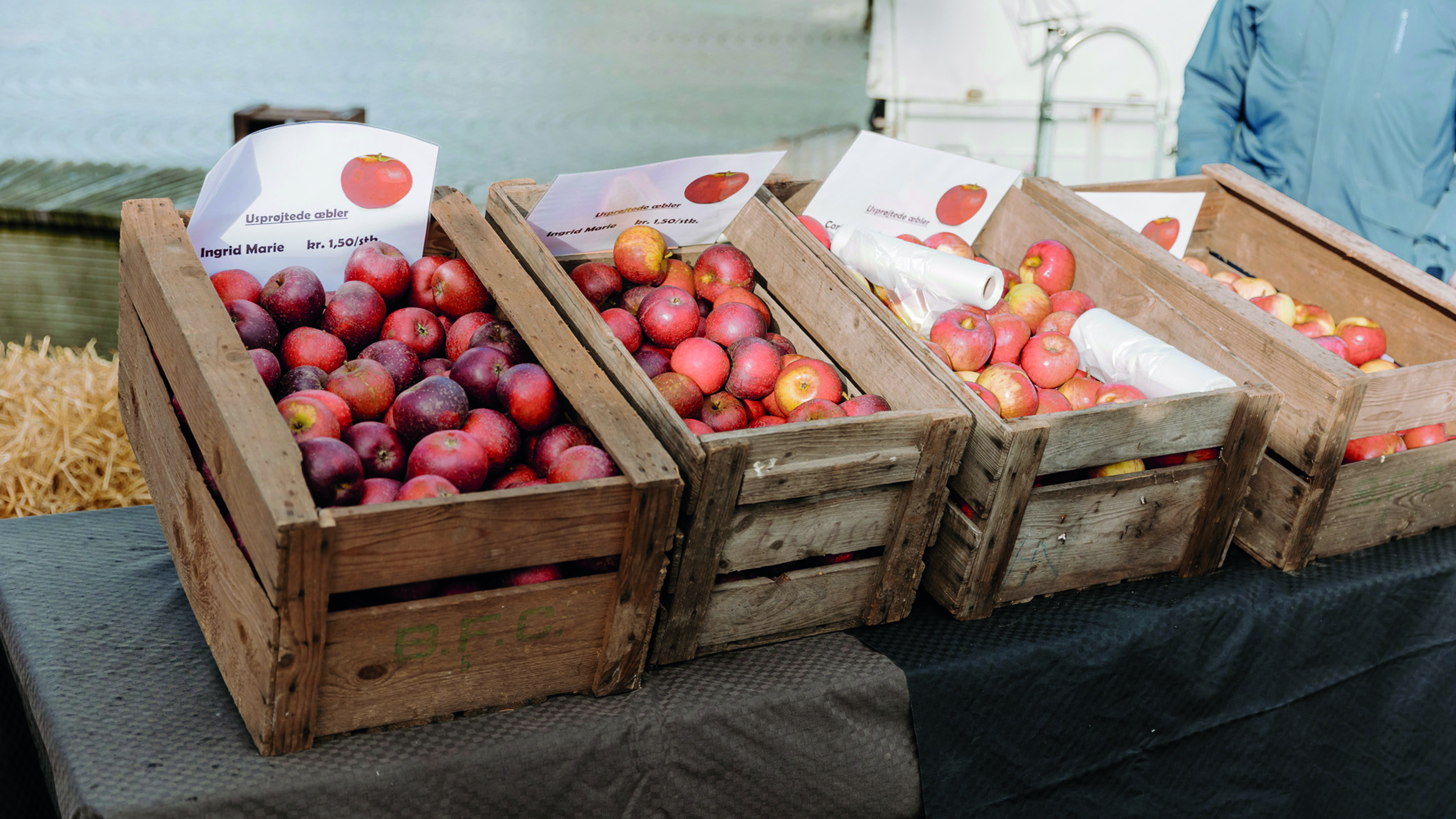 Apple Festival in the Middle - Apples in a Box