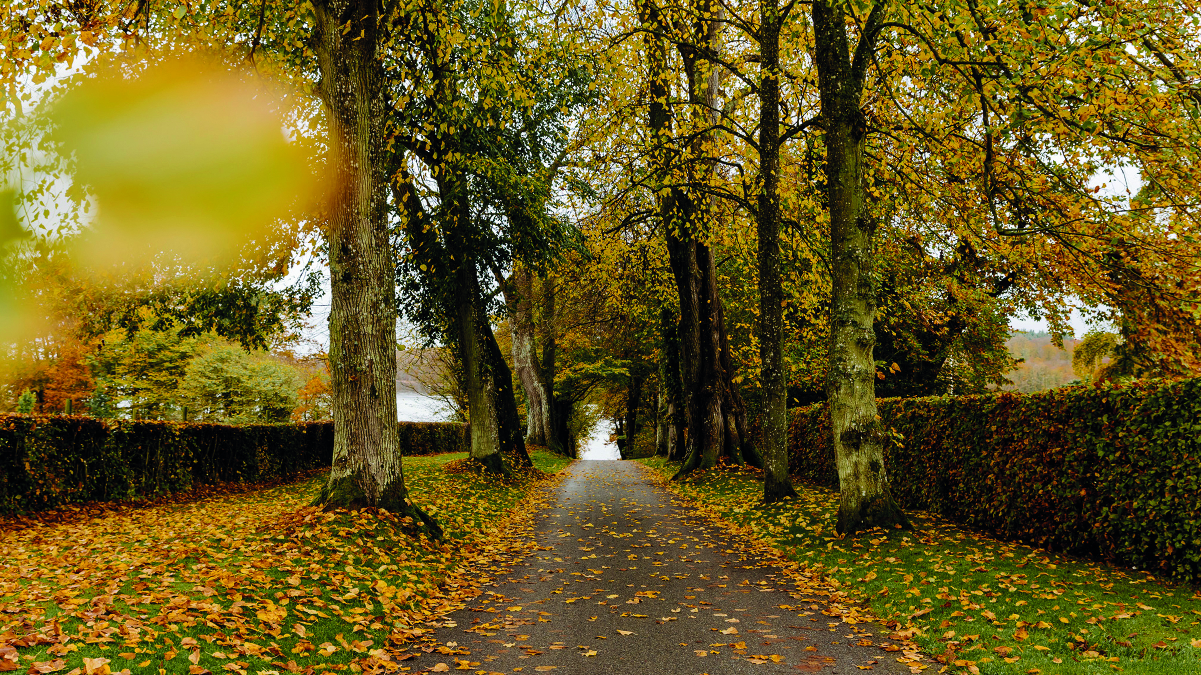Autumn on an avenue