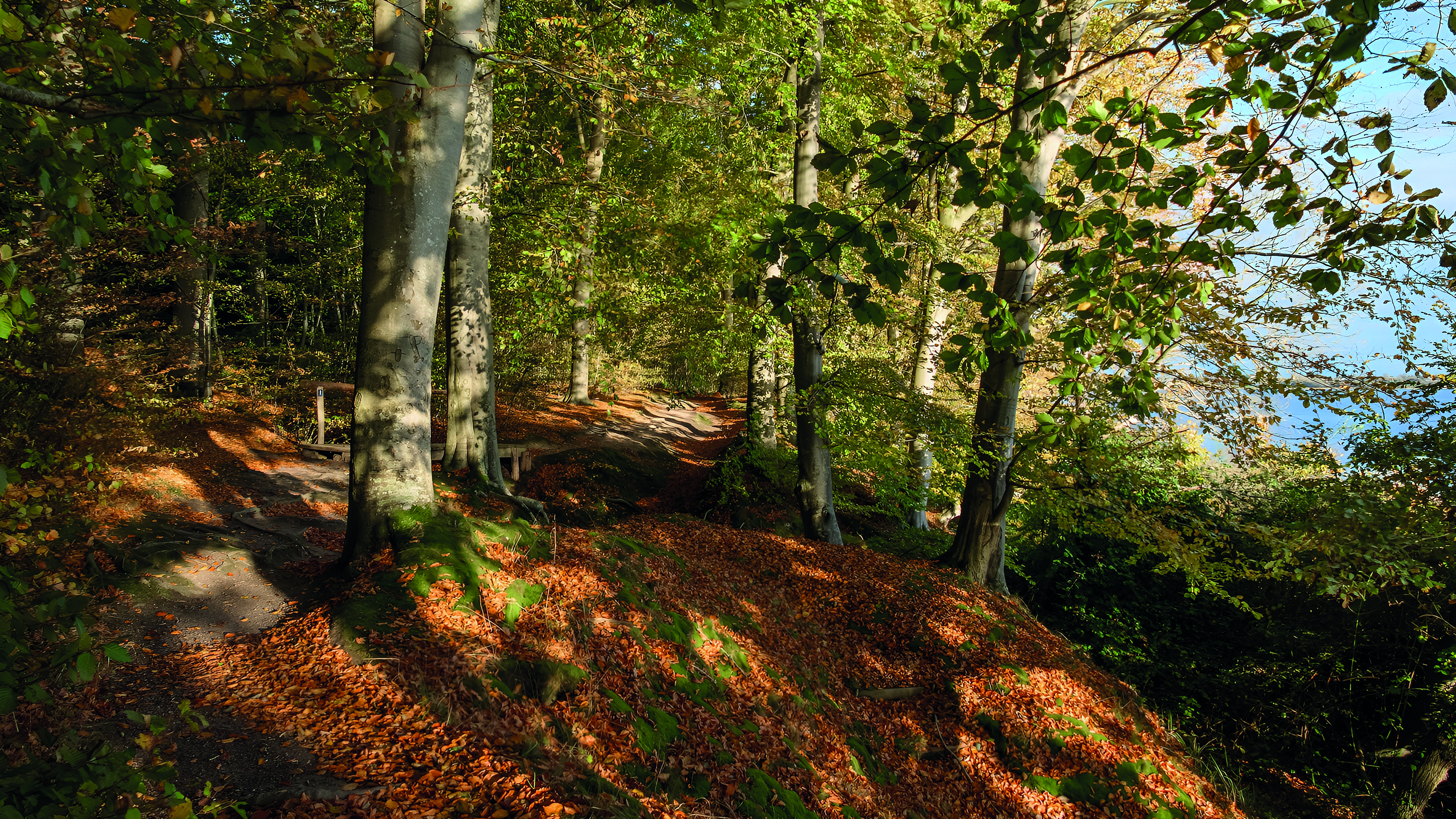 efterår i Middelfart - en skov med orange blade