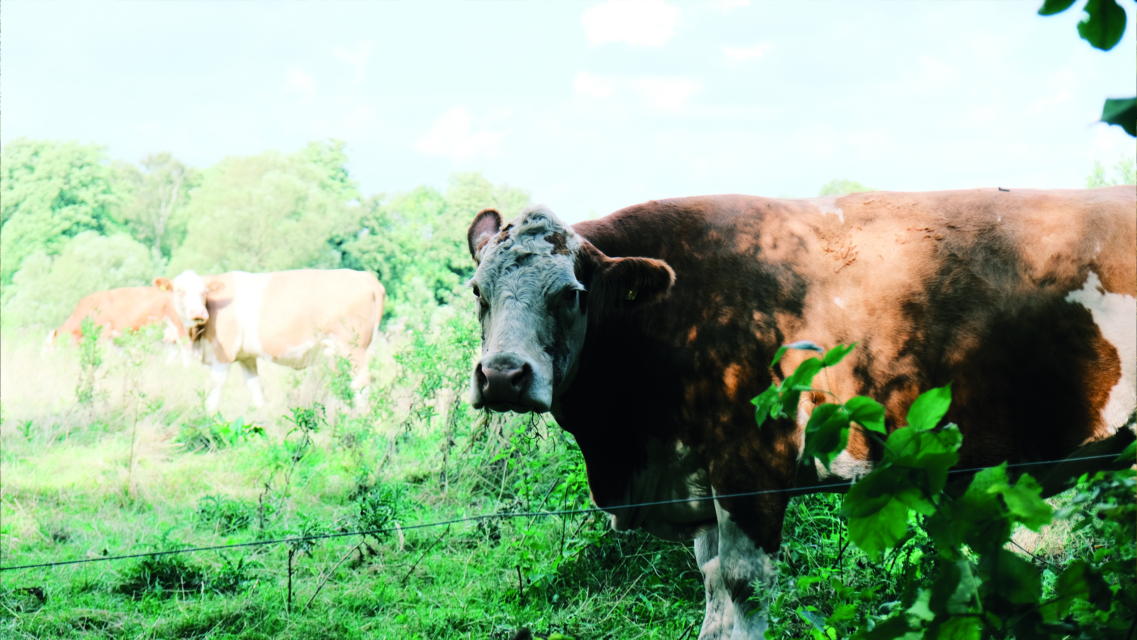 cow in ejby mose