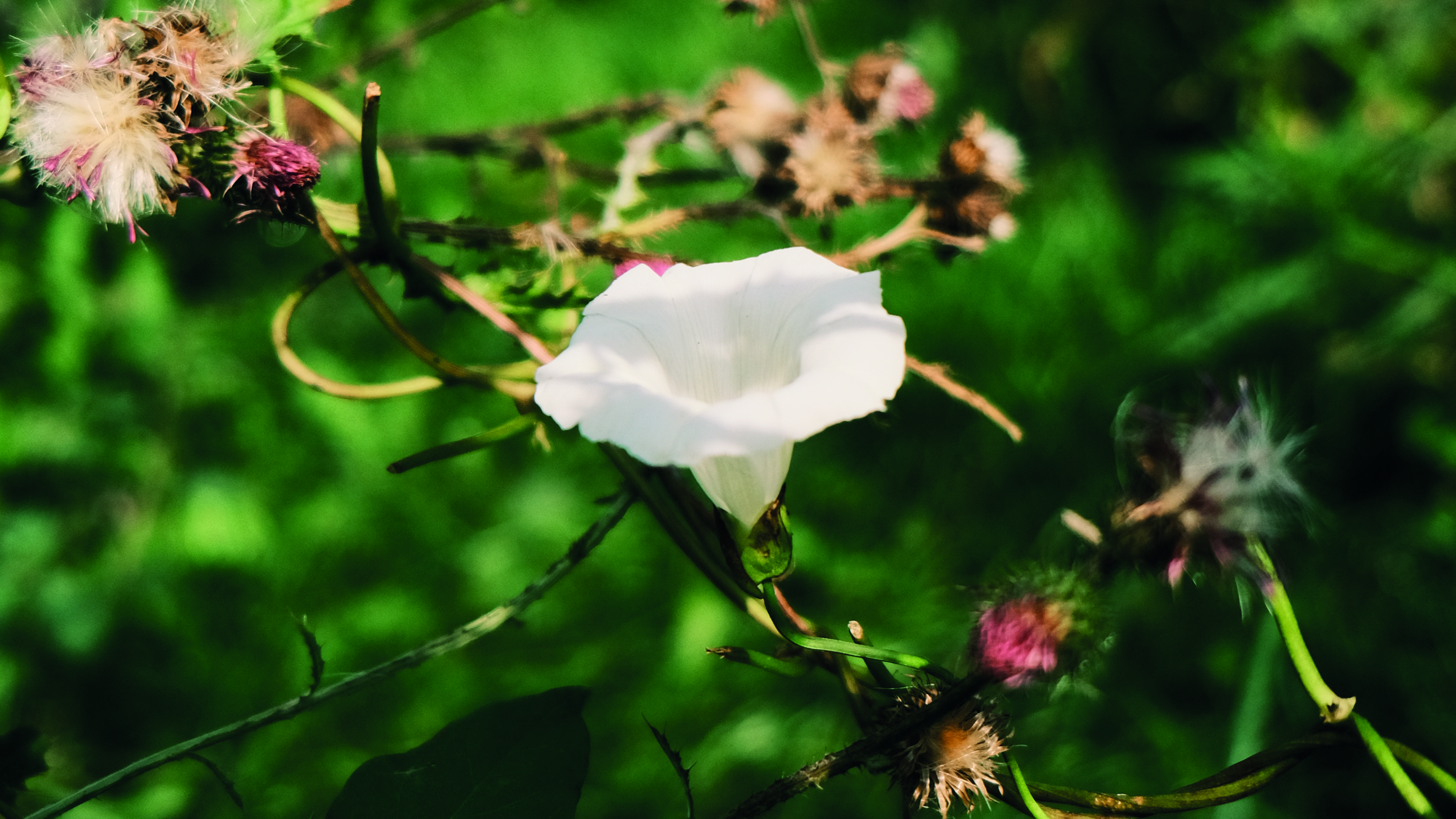 white flower
