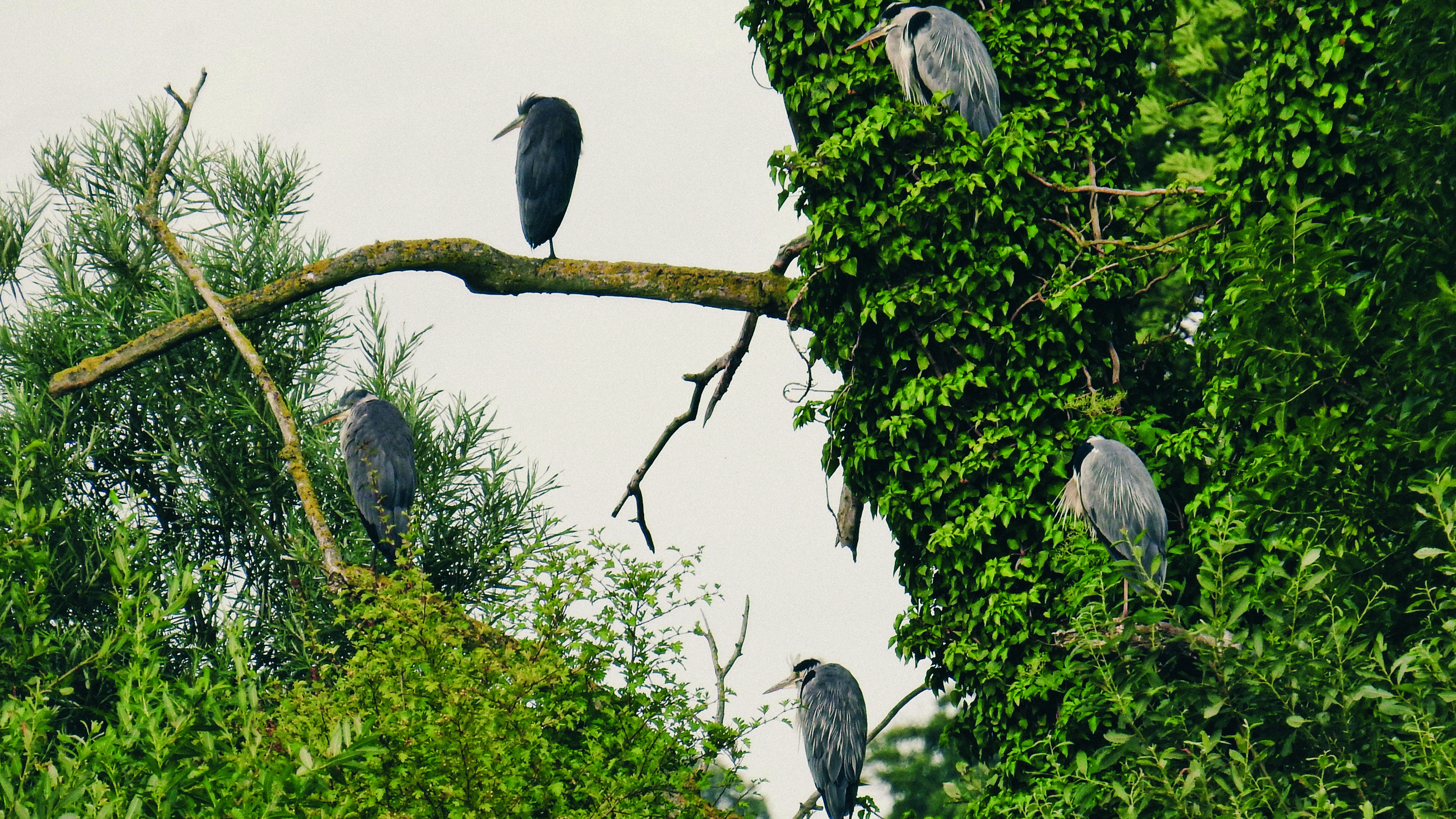 4 herons sitting in a treetop