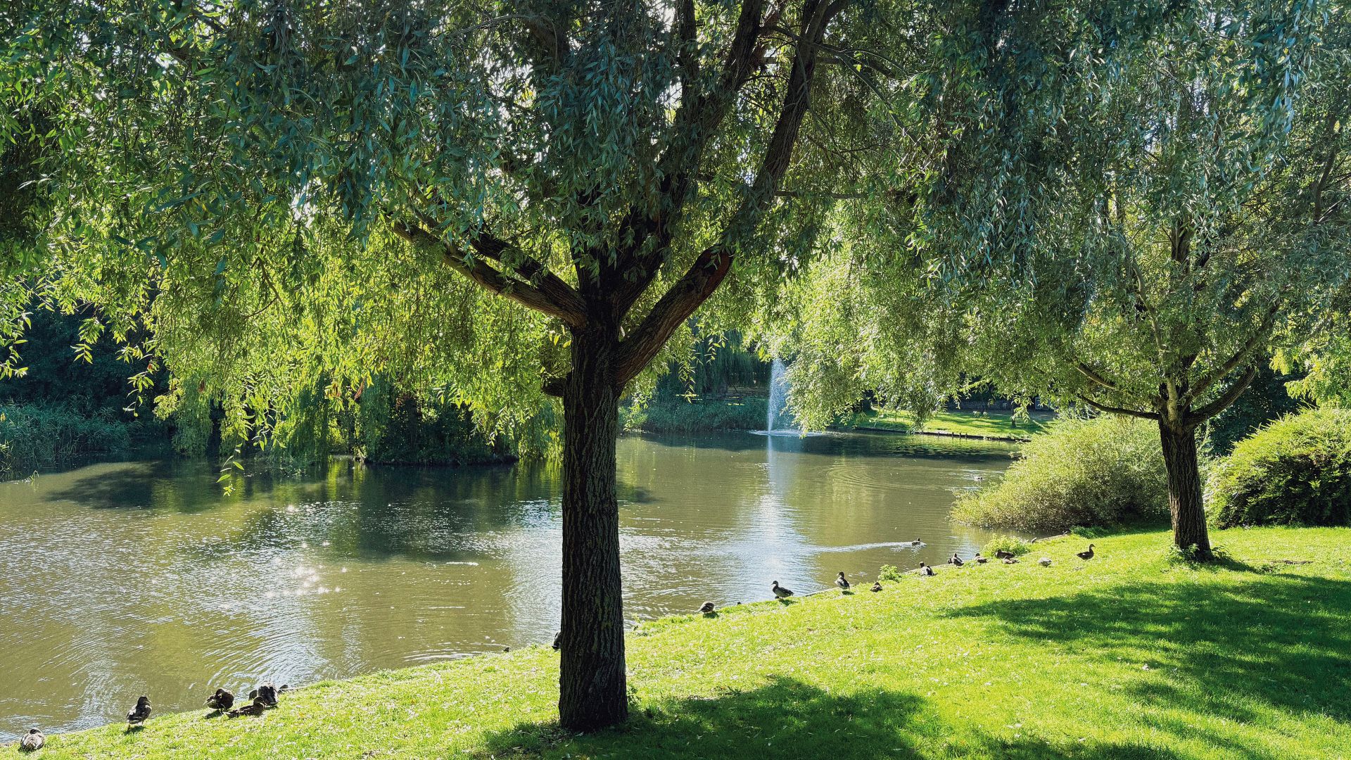 park med grøn græs, ænder og et springvand i søen