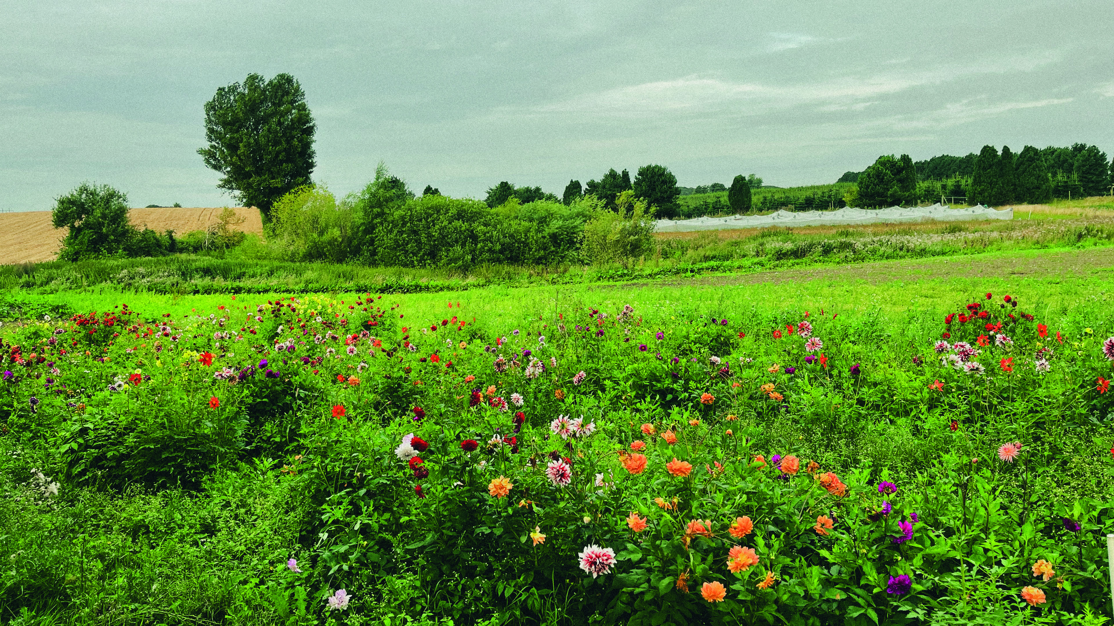 En mark med farvede blomster, i baggrunden ses en overdækket del af marken hvor grøntsager er under.